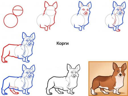 Корги draw so cute