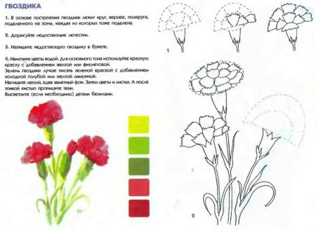 Пошаговое рисование гвоздики