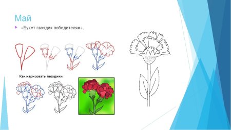 Поэтапный рисунок гвоздики