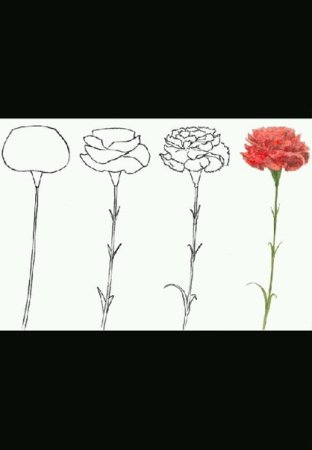 Схема рисования гвоздики