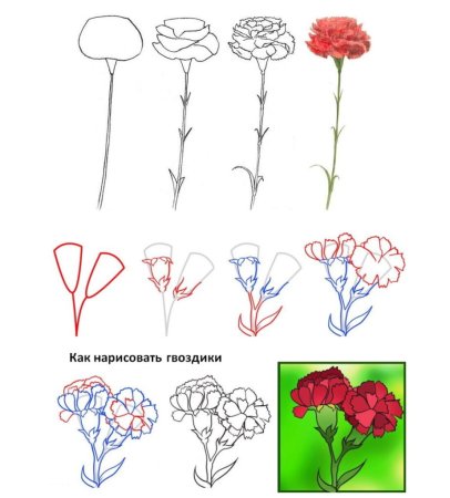 Поэтапное рисование гвоздики