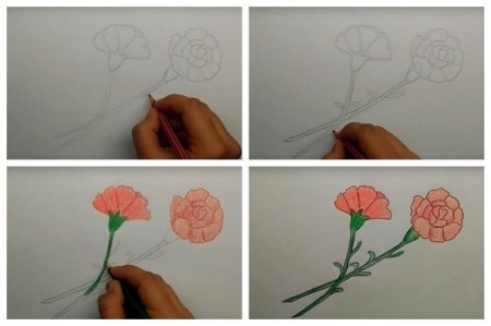 Пошаговый рисунок гвоздики