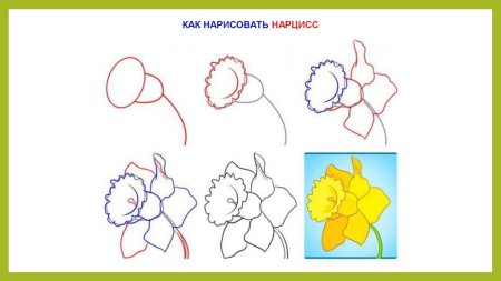 Этапы рисования цветка