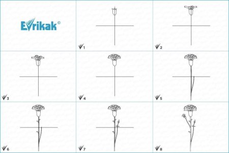 Гвоздики поэтапно