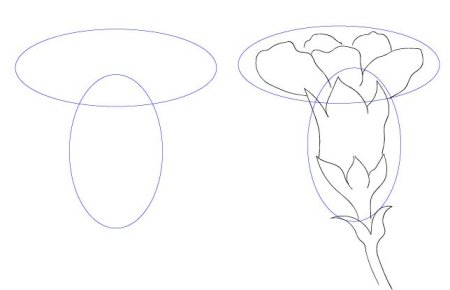 Поэтапное рисование гвоздики