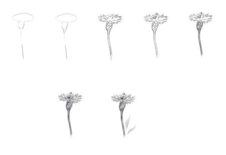 Поэтапное рисование василька