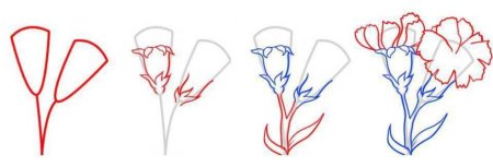 Как нарисовать гвоздику