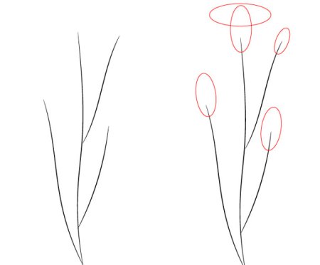 Поэтапный рисунок гвоздики