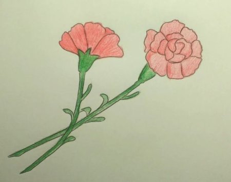 Гвоздики для срисовки