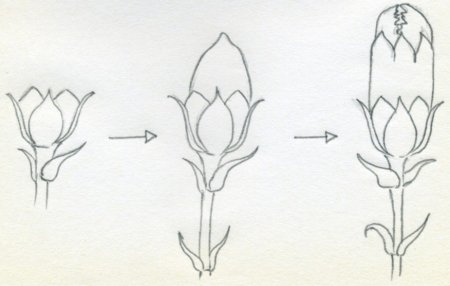 Рисунок гвоздики карандашом.бутон