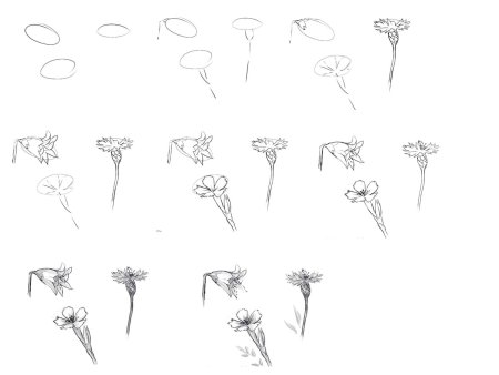 Поэтапное рисование карандашом цветы