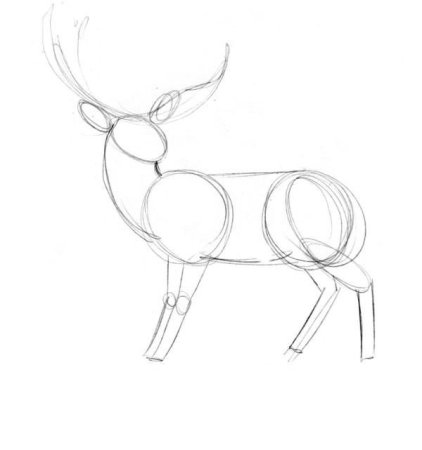 Поэтапное рисование головы оленя