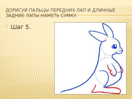 Поэтапное рисование кенгуру