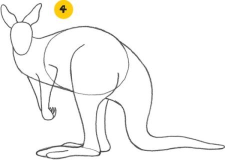 Кенгуру рисунок карандашом
