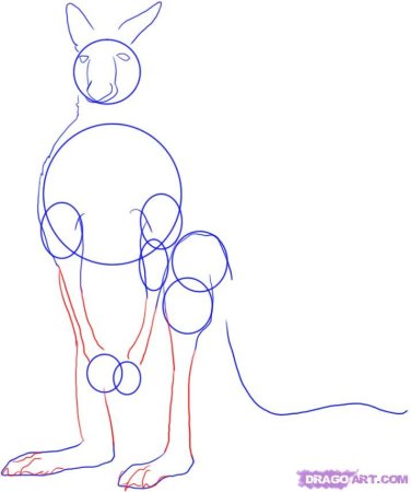 Поэтапное рисование карандашом кенгуру