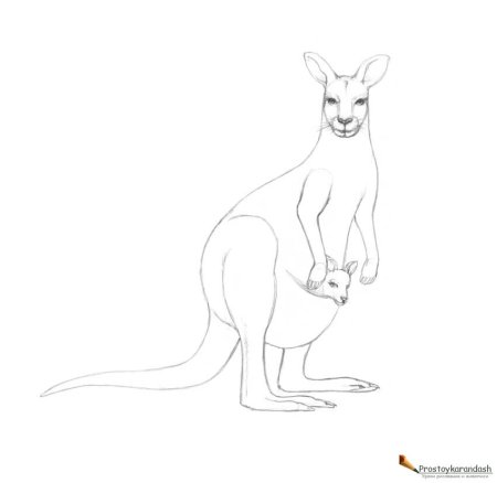 Кенгуру рисунок схема