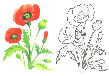 Рисование для детей маки