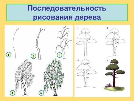 Этапы рисования дерева