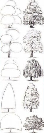 Рисование сосны и ели