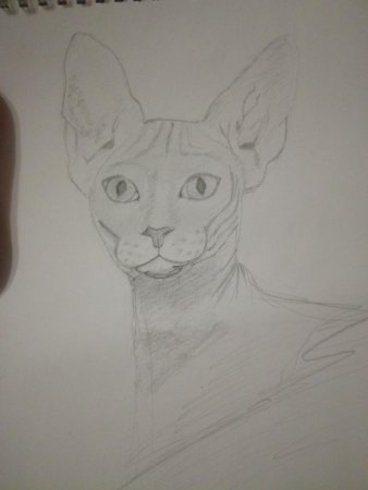 Набросок кота карандашом поэтапно