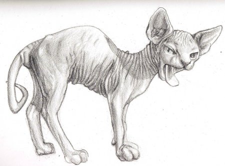 Сфинкс рисунок