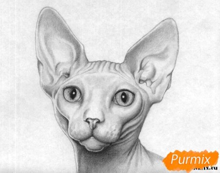 Раскраска сфинкс кошка