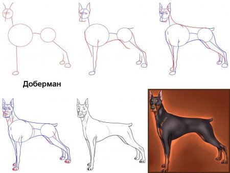 Доберман поэтапно для начинающих