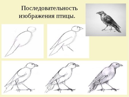 Ворона поэтапное рисование для детей