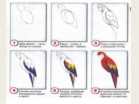 Рисуем попугая поэтапно