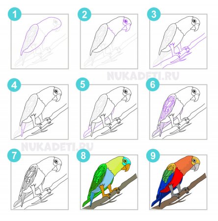 Схема рисования попугая