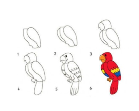 Поэтапное рисование попугая для детей