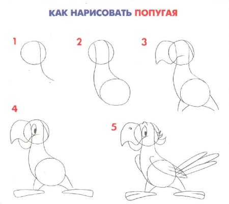 Как научиться красиво рисовать попугая