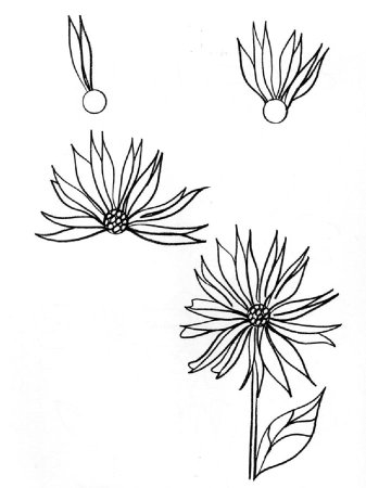 Астра рисунок карандашом