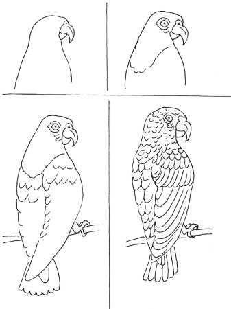 Уроки рисования попугая