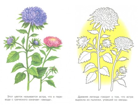 Астра рисунок для детей