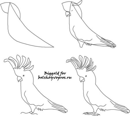 Поэтапное рисование попугая