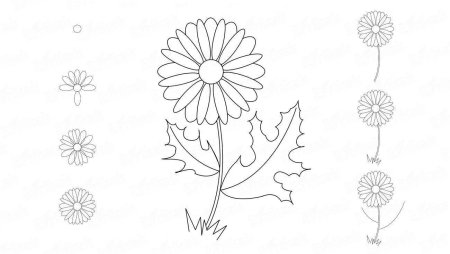 Ромашка рисунок карандашом