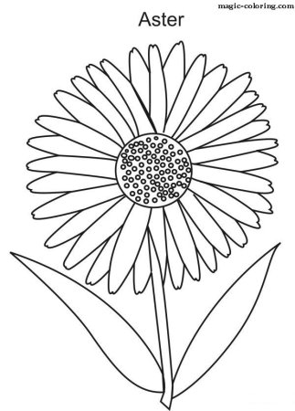 Астра раскраска