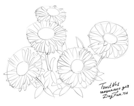 Астра рисунок карандашом