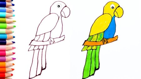Попугай рисунок