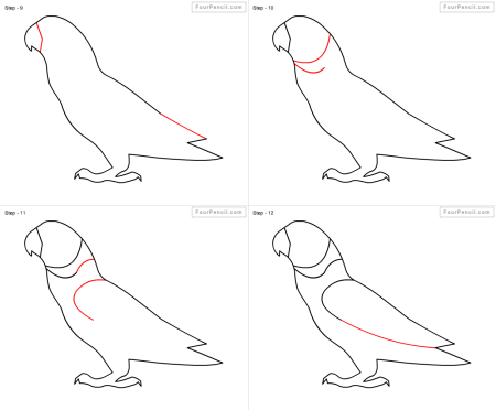 Поэтапное рисование попугая для детей