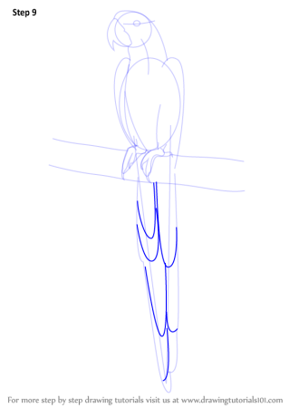 Поэтапное рисование попугая ара