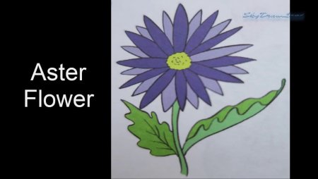 Рисовать легко и красиво цветы Астра