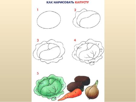 Нарисовать капусту поэтапно