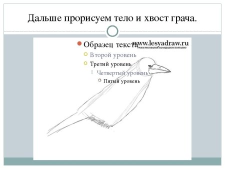 Схема рисования Грача в подготовительной группе