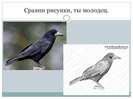 Этапы рисования Грача