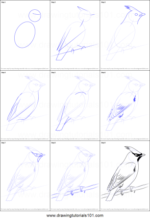 Конструктивное рисование птиц