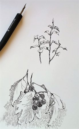 Перо зарисовка