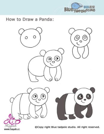 Рисунок панды для детей поэтапно (46 фото)