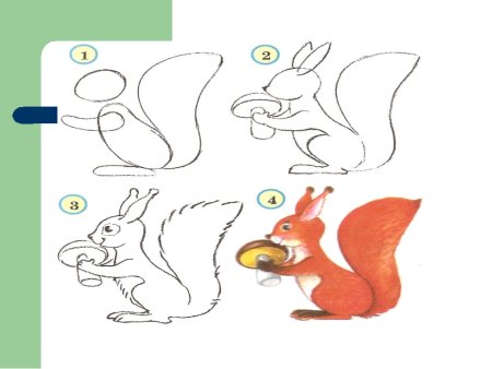 Поэтапное рисование белка для дошкольников